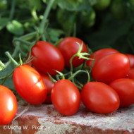 Tomate Principe Borghese