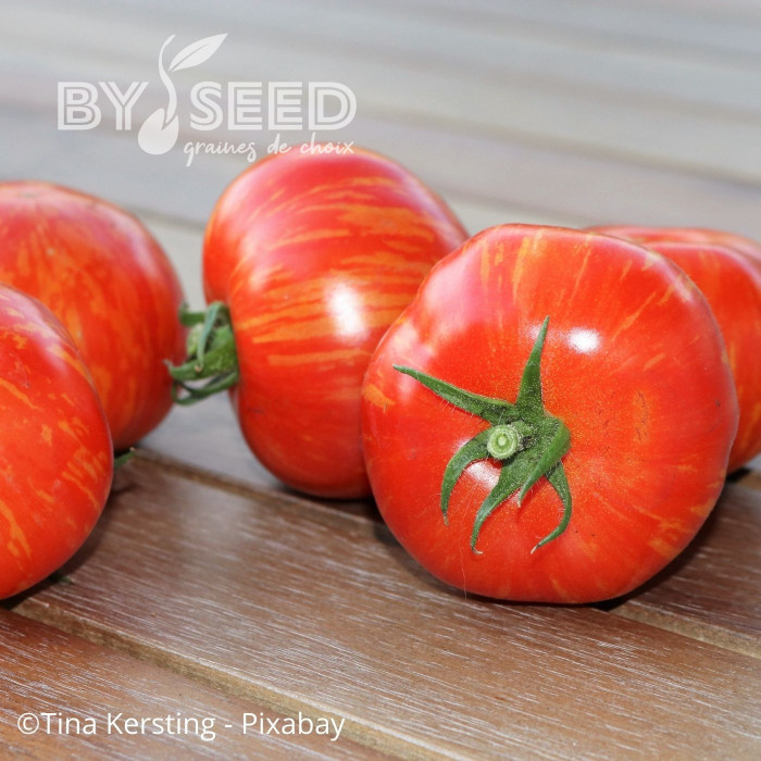 Tomate Tigerella