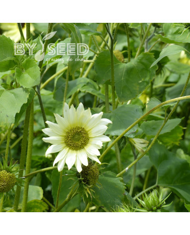 Tournesol debilis Italian Green Heart