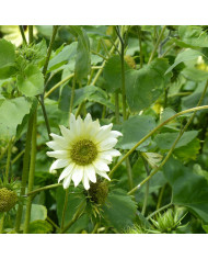 Tournesol debilis Italian White