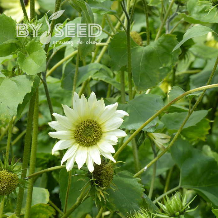 Tournesol debilis Italian Green Heart