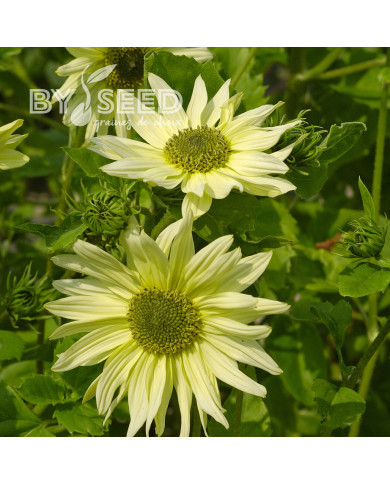 Tournesol debilis Italian Green Heart