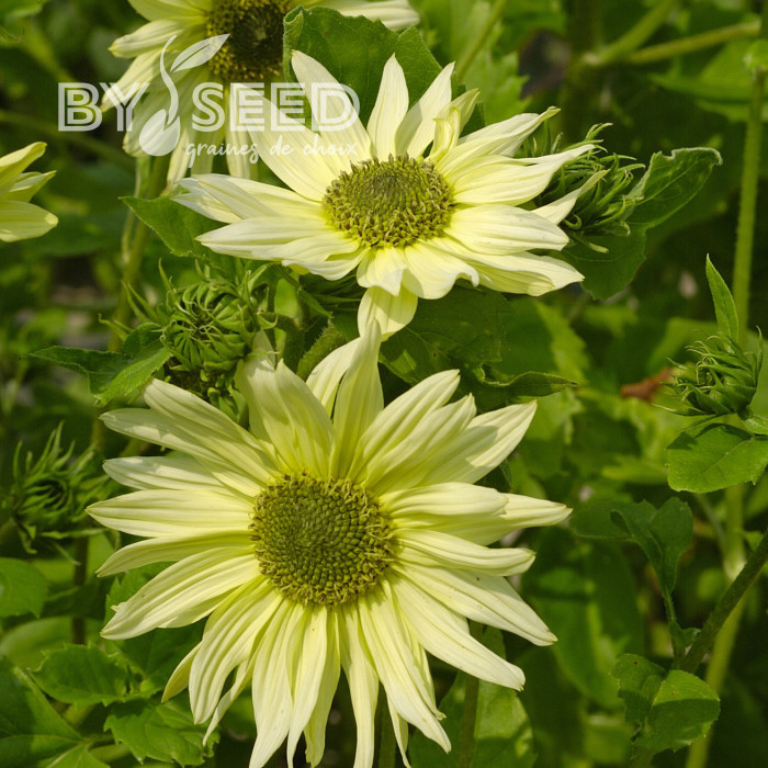 Tournesol debilis Italian Green Heart