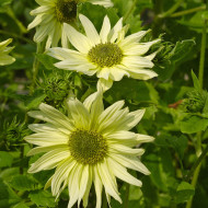 Tournesol debilis Italian Green Heart