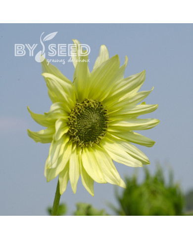 Tournesol debilis Italian Green Heart