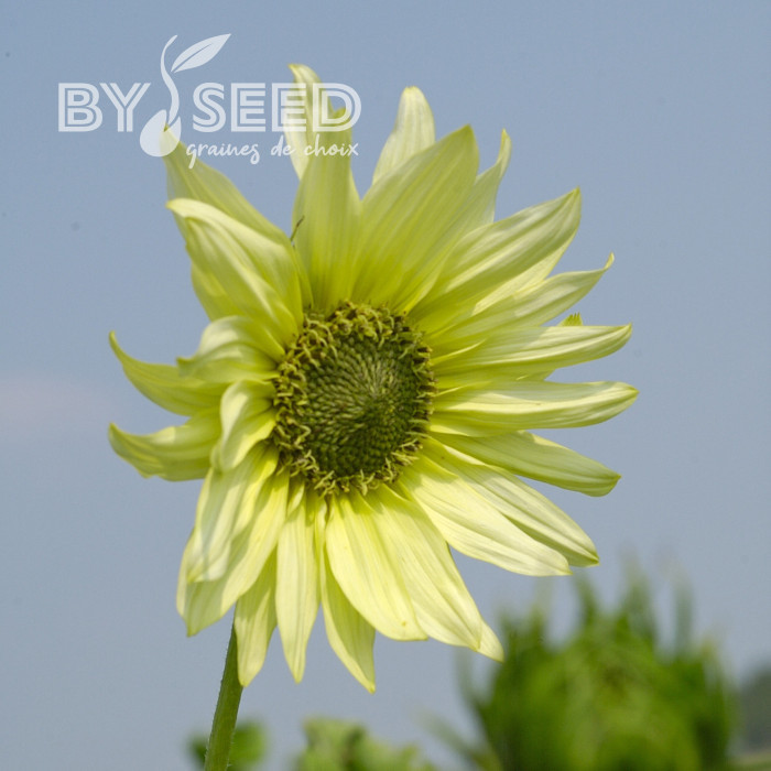 Tournesol debilis Italian Green Heart