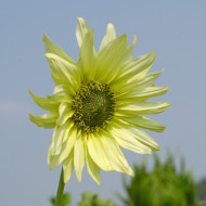 Tournesol debilis Italian Green Heart