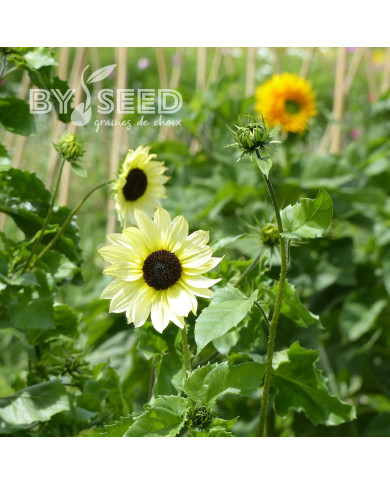 Tournesol debilis Italian White