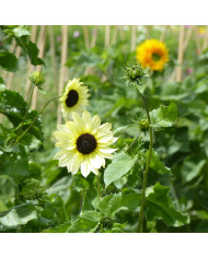 Tournesol debilis Soluna Bronze