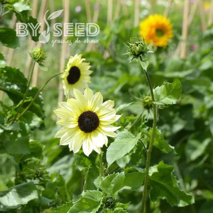 Tournesol debilis Italian White