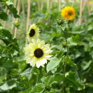 Tournesol debilis Italian White
