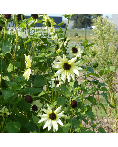Tournesol debilis Italian White