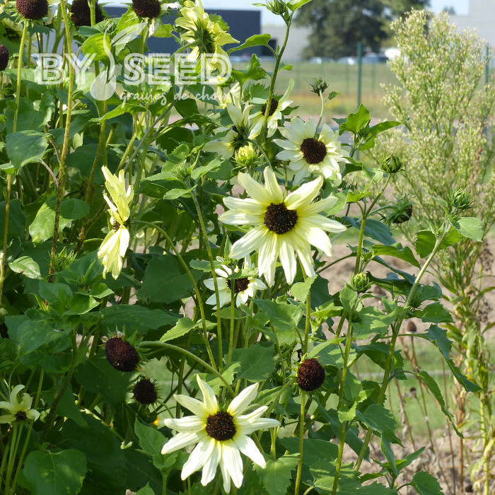 Tournesol debilis Italian White