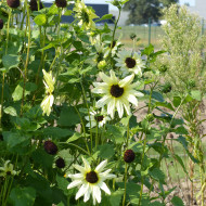 Tournesol debilis Italian White