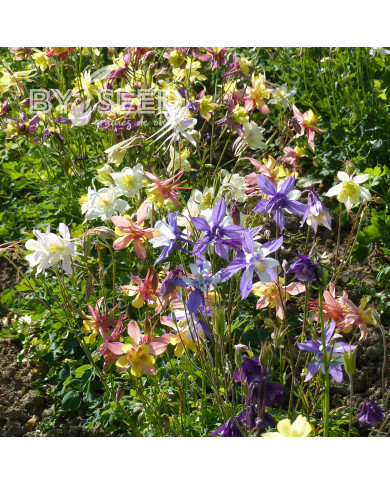 Ancolie hybride MacKana Mix