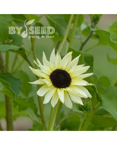 Tournesol debilis Italian White