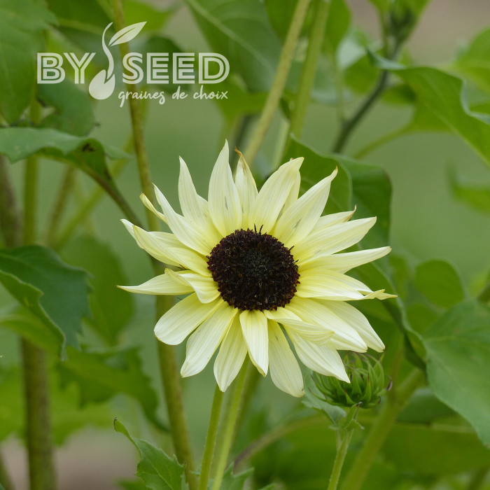 Tournesol debilis Italian White