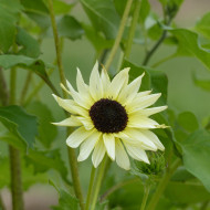 Tournesol debilis Italian White