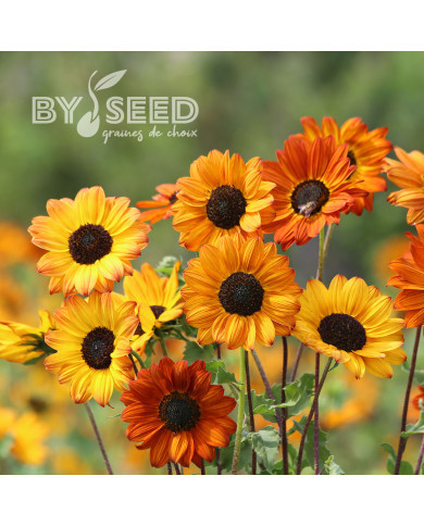 Tournesol debilis Soluna Bronze