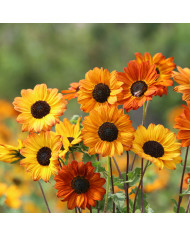 Tournesol debilis Italian White