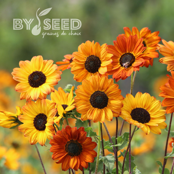 Tournesol debilis Soluna Bronze