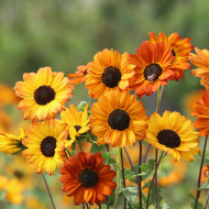 Tournesol debilis Soluna Bronze