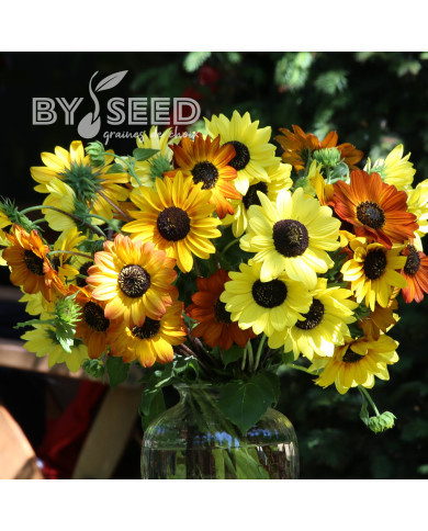 Tournesol debilis Soluna Cream