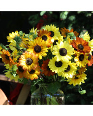 Tournesol debilis Soluna Bronze