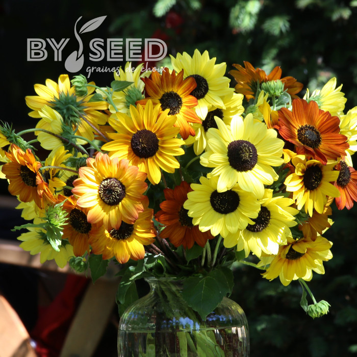 Tournesol debilis Soluna Cream