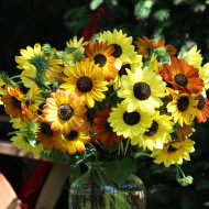 Tournesol debilis Soluna Cream