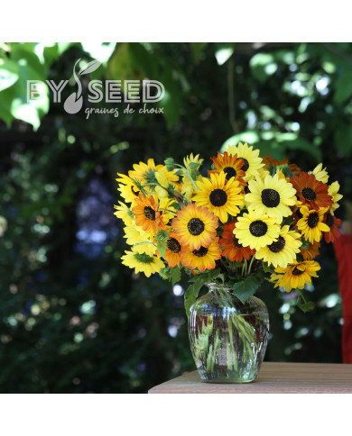 Tournesol debilis Soluna Mix