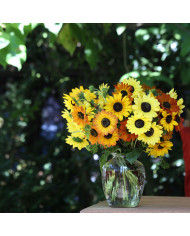 Tournesol debilis Stella