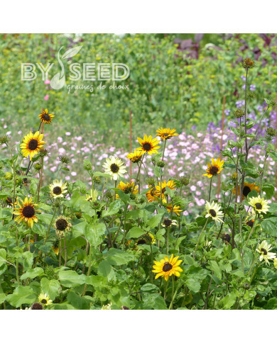 Tournesol debilis Soluna Mix