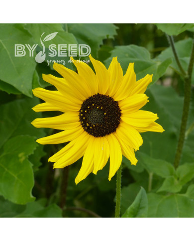 Tournesol debilis Stella
