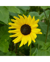 Tournesol debilis Soluna Mix