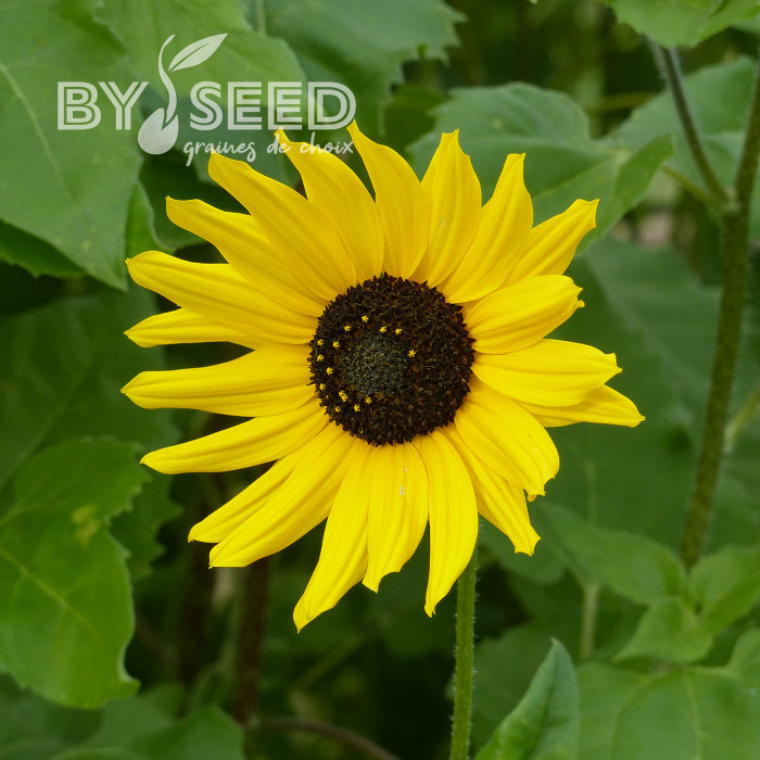 Tournesol debilis Stella