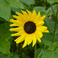 Tournesol debilis Stella