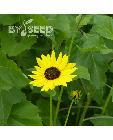Tournesol debilis Stella