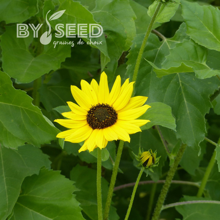 Tournesol debilis Stella