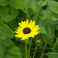 Tournesol debilis Stella