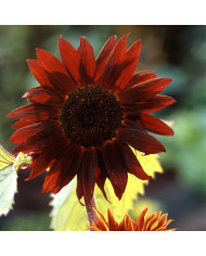 Tournesol debilis Stella