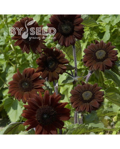 Tournesol F1 Claret