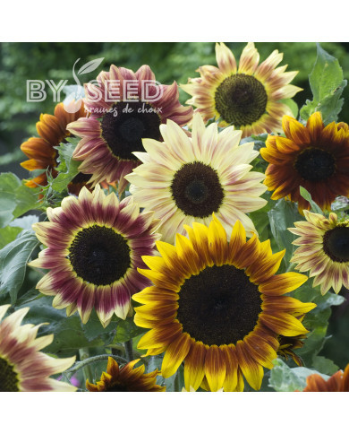 Tournesol F1 Harlequin