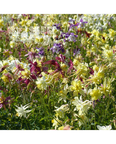 Ancolie hybride MacKana Mix