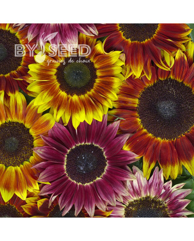 Tournesol F1 Harlequin