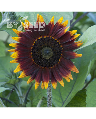 Tournesol F1 Shock-O-Lat