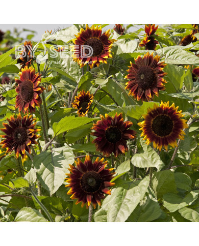 Tournesol F1 Shock-O-Lat