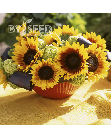 Tournesol F1 Solar Power F1