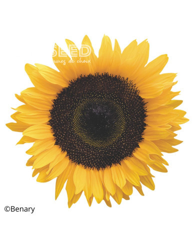 Tournesol F1 Solara® (pollen-free)