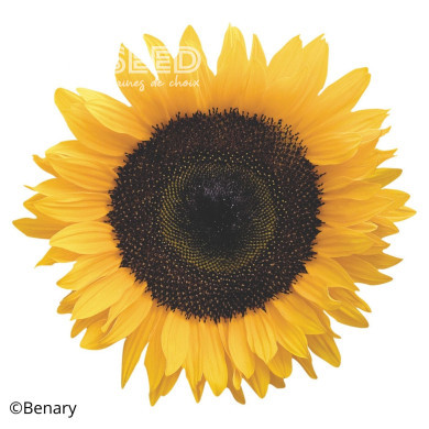 Tournesol F1 Solara® (pollen-free)